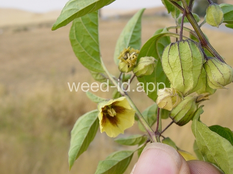 groundcherry, longleaf